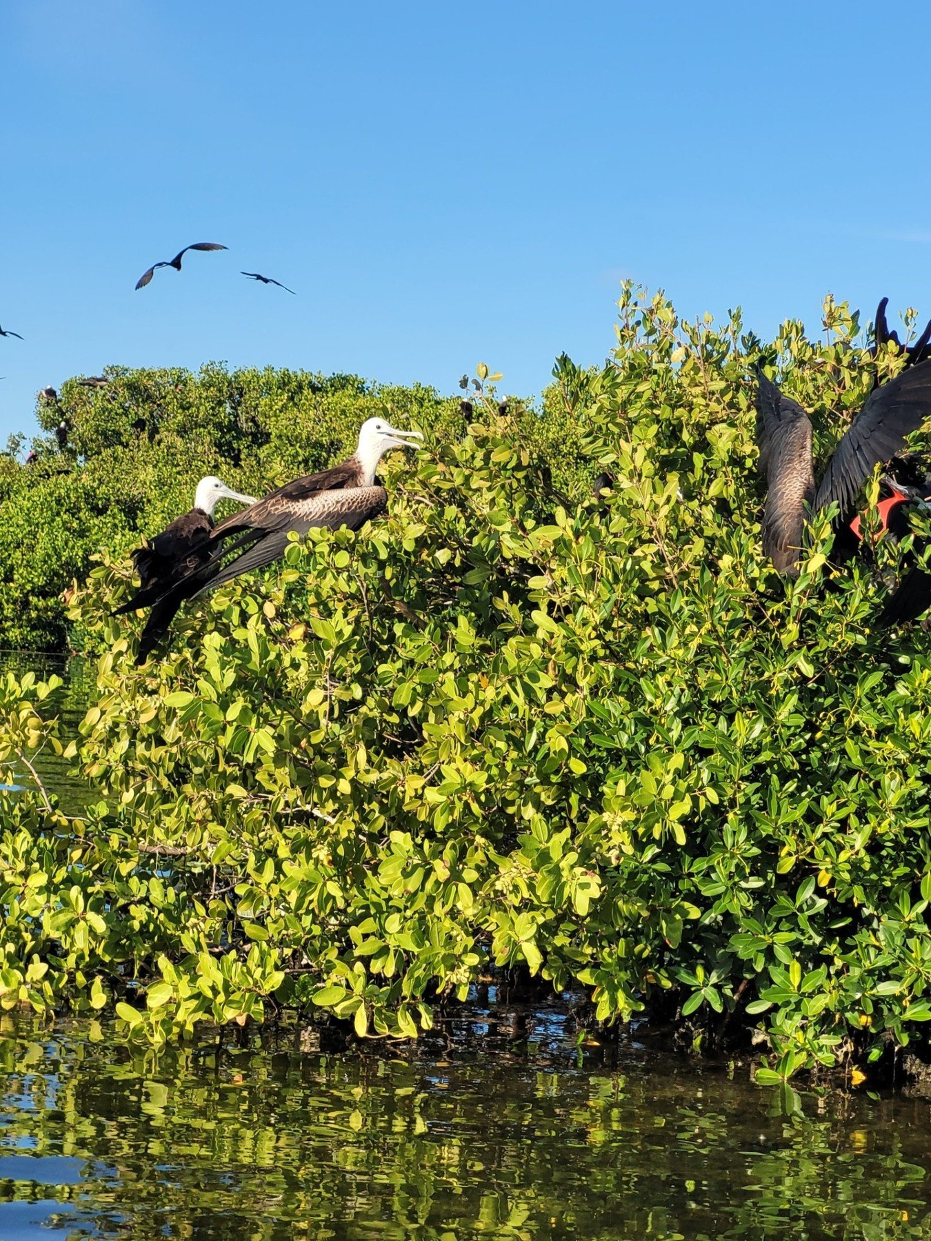 Birds among mangroves.